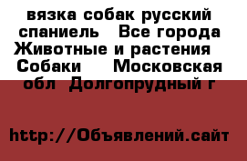 вязка собак русский спаниель - Все города Животные и растения » Собаки   . Московская обл.,Долгопрудный г.